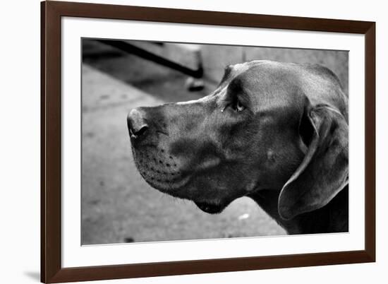 Great Dane-null-Framed Photo