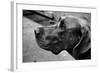 Great Dane-null-Framed Photo