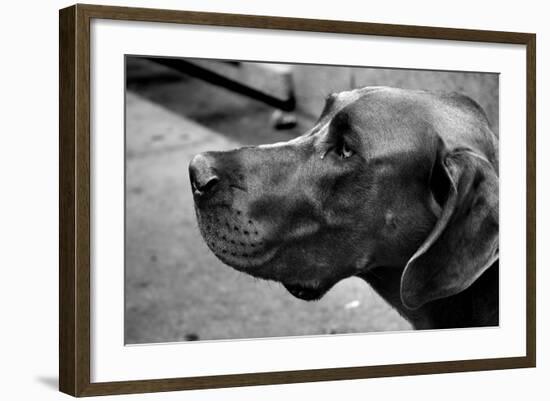 Great Dane-null-Framed Photo