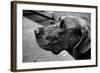 Great Dane-null-Framed Photo