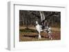 Great Dane-Lynn M^ Stone-Framed Photographic Print