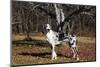 Great Dane-Lynn M^ Stone-Mounted Photographic Print