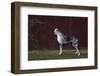 Great Dane-Lynn M^ Stone-Framed Photographic Print