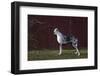 Great Dane-Lynn M^ Stone-Framed Photographic Print