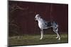 Great Dane-Lynn M^ Stone-Mounted Photographic Print