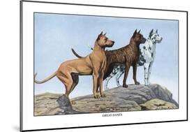 Great Danes-Louis Agassiz Fuertes-Mounted Art Print