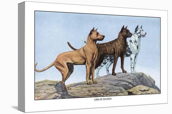 Great Danes-Louis Agassiz Fuertes-Stretched Canvas