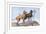 Great Danes-Louis Agassiz Fuertes-Framed Art Print