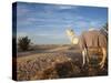 Great Dune and Camel, Douz, Sahara Desert, Tunisia-Walter Bibikow-Stretched Canvas