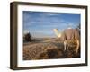 Great Dune and Camel, Douz, Sahara Desert, Tunisia-Walter Bibikow-Framed Photographic Print