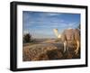 Great Dune and Camel, Douz, Sahara Desert, Tunisia-Walter Bibikow-Framed Photographic Print