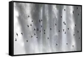 Great Dusky Swift (Cypseloides Senex) Flock In Front Of Iguazu Falls-Angelo Gandolfi-Framed Stretched Canvas