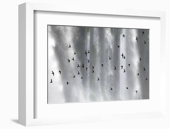 Great Dusky Swift (Cypseloides Senex) Flock In Front Of Iguazu Falls-Angelo Gandolfi-Framed Photographic Print