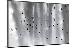 Great Dusky Swift (Cypseloides Senex) Flock In Front Of Iguazu Falls-Angelo Gandolfi-Mounted Photographic Print