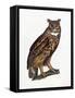 Great Eared Owl, 1841-Prideaux John Selby-Framed Stretched Canvas