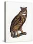 Great Eared Owl, 1841-Prideaux John Selby-Stretched Canvas