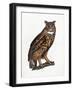 Great Eared Owl, 1841-Prideaux John Selby-Framed Giclee Print