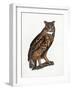 Great Eared Owl, 1841-Prideaux John Selby-Framed Giclee Print