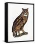 Great Eared Owl, 1841-Prideaux John Selby-Framed Stretched Canvas