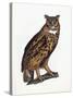 Great Eared Owl, 1841-Prideaux John Selby-Stretched Canvas