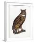 Great Eared Owl, 1841-Prideaux John Selby-Framed Giclee Print