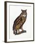 Great Eared Owl, 1841-Prideaux John Selby-Framed Giclee Print