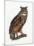 Great Eared Owl, 1841-Prideaux John Selby-Mounted Giclee Print