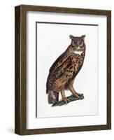 Great Eared Owl, 1841-Prideaux John Selby-Framed Giclee Print