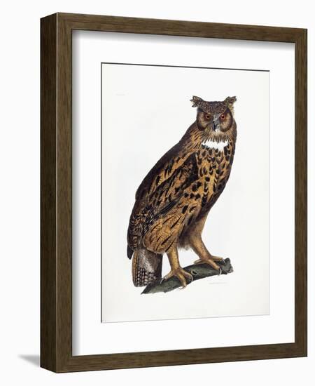 Great Eared Owl, 1841-Prideaux John Selby-Framed Giclee Print