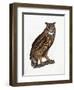 Great Eared Owl, 1841-Prideaux John Selby-Framed Giclee Print