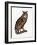 Great Eared Owl, 1841-Prideaux John Selby-Framed Giclee Print