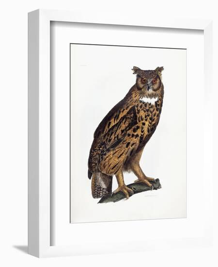 Great Eared Owl, 1841-Prideaux John Selby-Framed Giclee Print