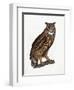 Great Eared Owl, 1841-Prideaux John Selby-Framed Giclee Print