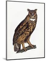 Great Eared Owl, 1841-Prideaux John Selby-Mounted Giclee Print