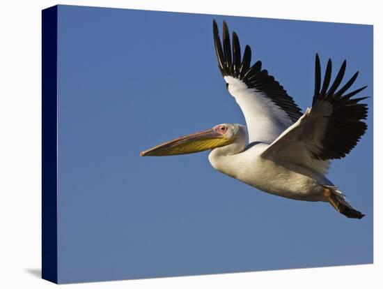 Great Eastern White Pelican Flying, Chobe National Park, Botswana-Tony Heald-Stretched Canvas