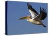 Great Eastern White Pelican Flying, Chobe National Park, Botswana-Tony Heald-Stretched Canvas