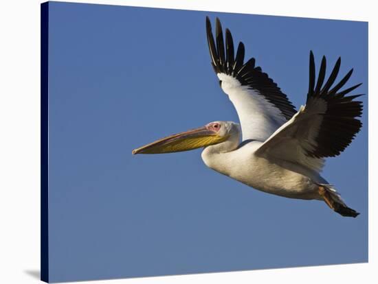 Great Eastern White Pelican Flying, Chobe National Park, Botswana-Tony Heald-Stretched Canvas