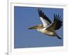 Great Eastern White Pelican Flying, Chobe National Park, Botswana-Tony Heald-Framed Premium Photographic Print