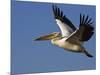 Great Eastern White Pelican Flying, Chobe National Park, Botswana-Tony Heald-Mounted Premium Photographic Print