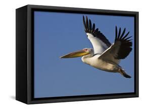 Great Eastern White Pelican Flying, Chobe National Park, Botswana-Tony Heald-Framed Stretched Canvas