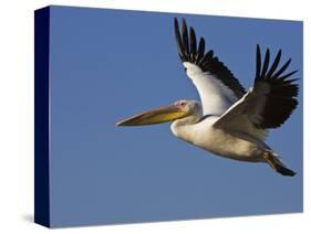 Great Eastern White Pelican Flying, Chobe National Park, Botswana-Tony Heald-Stretched Canvas