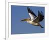 Great Eastern White Pelican Flying, Chobe National Park, Botswana-Tony Heald-Framed Photographic Print