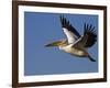 Great Eastern White Pelican Flying, Chobe National Park, Botswana-Tony Heald-Framed Photographic Print