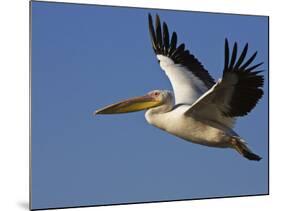 Great Eastern White Pelican Flying, Chobe National Park, Botswana-Tony Heald-Mounted Photographic Print