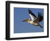 Great Eastern White Pelican Flying, Chobe National Park, Botswana-Tony Heald-Framed Photographic Print