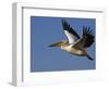 Great Eastern White Pelican Flying, Chobe National Park, Botswana-Tony Heald-Framed Photographic Print