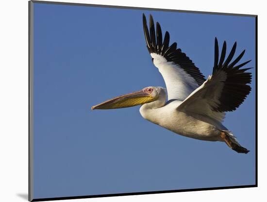 Great Eastern White Pelican Flying, Chobe National Park, Botswana-Tony Heald-Mounted Photographic Print