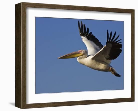 Great Eastern White Pelican Flying, Chobe National Park, Botswana-Tony Heald-Framed Photographic Print