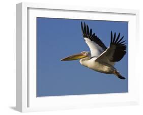 Great Eastern White Pelican Flying, Chobe National Park, Botswana-Tony Heald-Framed Photographic Print