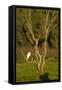 Great Egret Adult Sits on a Dead Tree in The-null-Framed Stretched Canvas